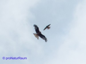 20140615-Turmfalke-Rotmilan-P1040732