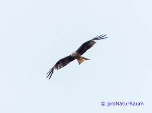 20140707-Rotmilan-Vö-Berg-P1050545