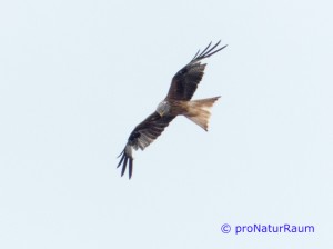 20140707-Rotmilan-Vö-Berg-P1050546