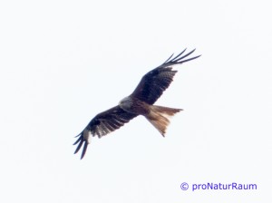 20140707-Rotmilan-Vö-Berg-P1050555