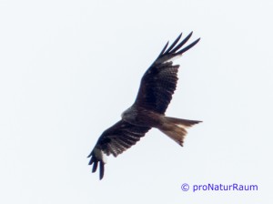 20140707-Rotmilan-Vö-Berg-P1050556