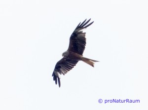 20140707-Rotmilan-Vö-Berg-P1050557