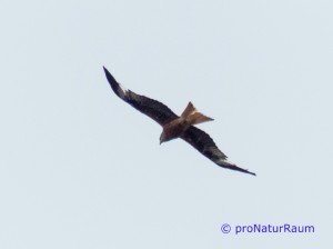 20140707-Rotmilan-Vö-Berg-P1050566