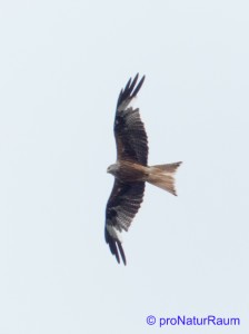 20140707-Rotmilan-Vö-Berg-P1050577