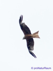 20140707-Rotmilan-Vö-Berg-P1050578