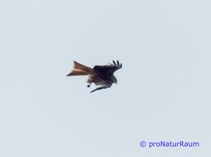 20140707-Rotmilan-Vö-Berg-P1050580