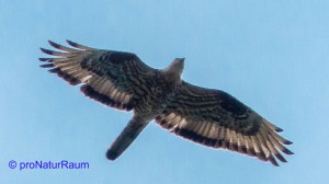 tmp_wespenbussard660463541