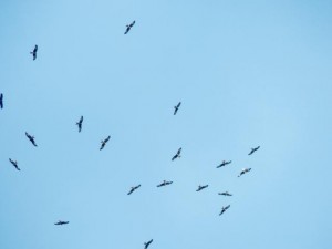 Abzug der Rotmilane 28.09.2014