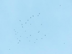 Abzug der Rotmilane(2) 28.09.2014