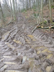 Waldweg1